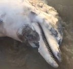  بالفيديو: أمواج البحر تقذف بدولفين على شاطئ بحر مدينة يافا 